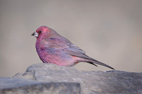 Rosefinch