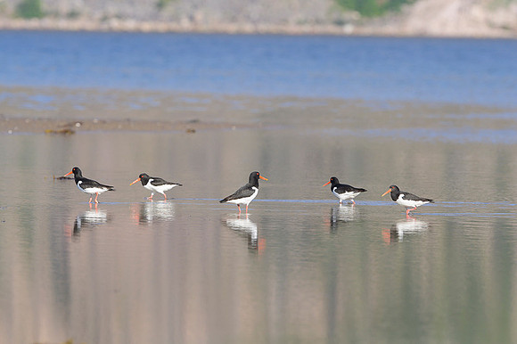 Oyster-catcher / Ostrygojad