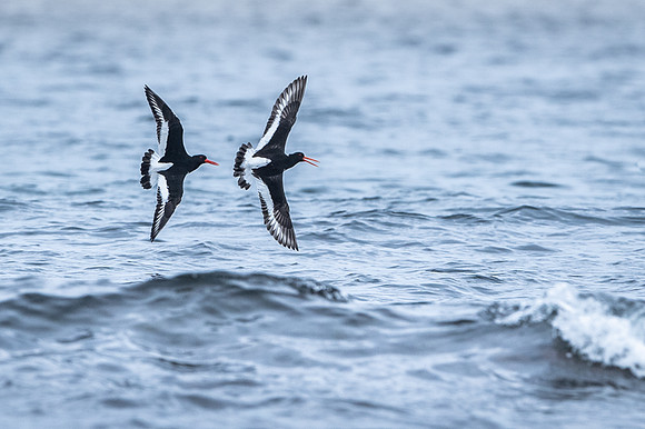 Oyster-catcher / Ostrygojad