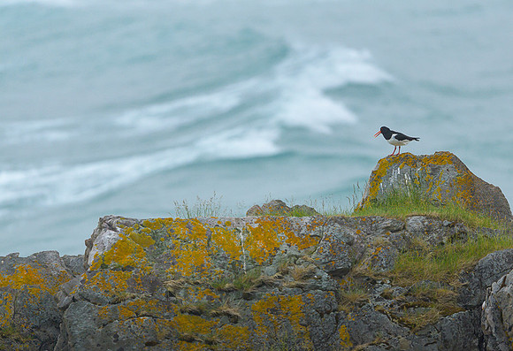 Oyster-catcher / Ostrygojad