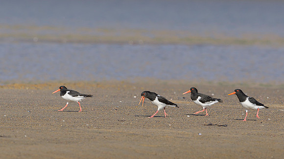 Oyster-catcher / Ostrygojad