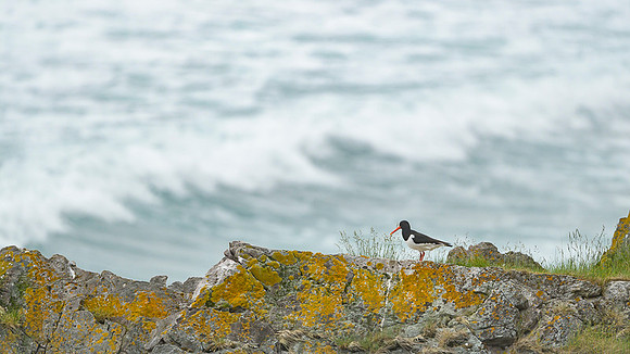 Oyster-catcher / Ostrygojad