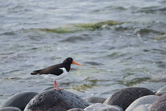 Oyster-catcher / Ostrygojad