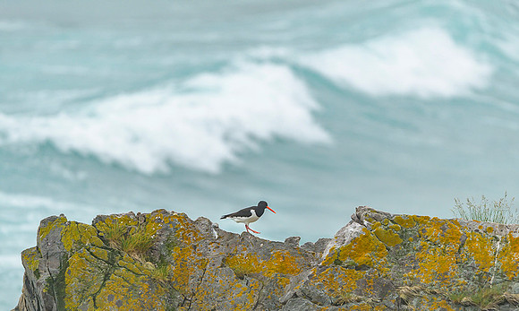Oyster-catcher / Ostrygojad