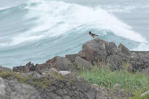 Oyster-catcher / Ostrygojad