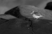 Purple Sandpiper
