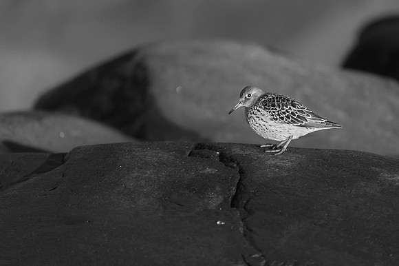 Purple Sandpiper