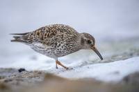 Purple Sandpiper