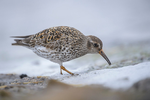 Purple Sandpiper