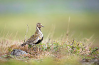 Golden plover  Siewka złota