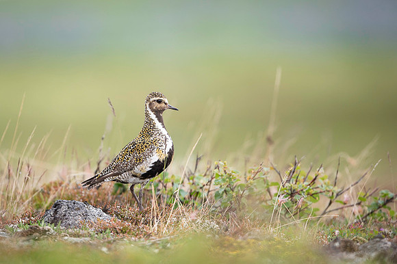 Golden plover  Siewka złota