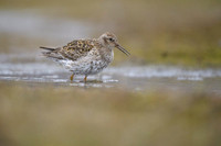 Purple Sandpiper