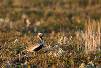 Golden plover  Siewka złota