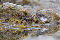 Purple Sandpiper