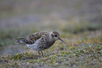 Purple Sandpiper