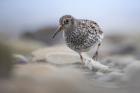 Purple Sandpiper