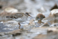 Purple Sandpiper