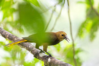 Russet-backed Oropendola