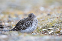Purple Sandpiper