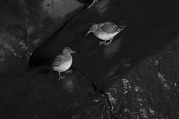 Purple Sandpiper
