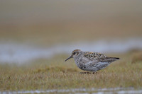 Purple Sandpiper
