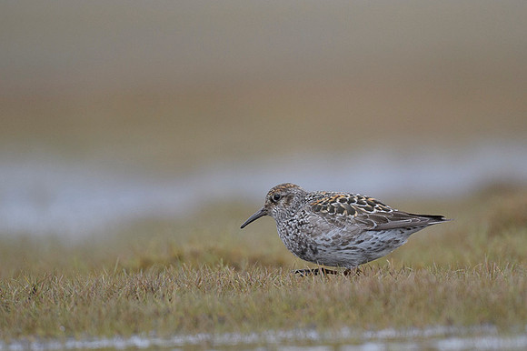Purple Sandpiper