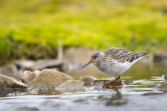 Purple Sandpiper