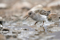 Purple Sandpiper