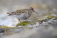 Purple Sandpiper