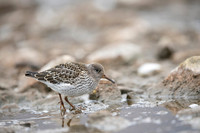Purple Sandpiper