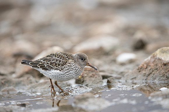 Purple Sandpiper
