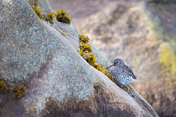 Purple Sandpiper