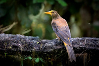 Russet-backed Oropendola