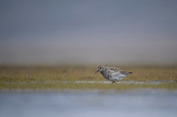 Purple Sandpiper