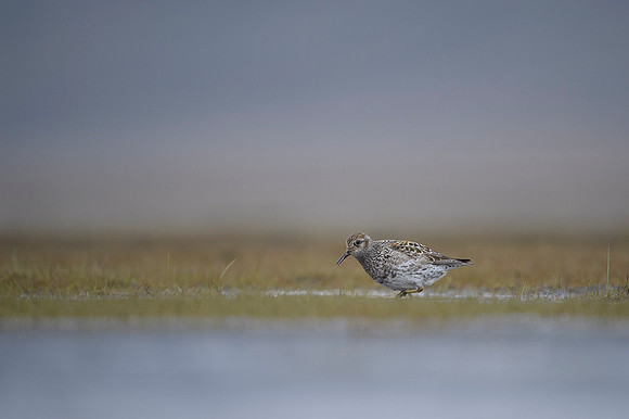 Purple Sandpiper