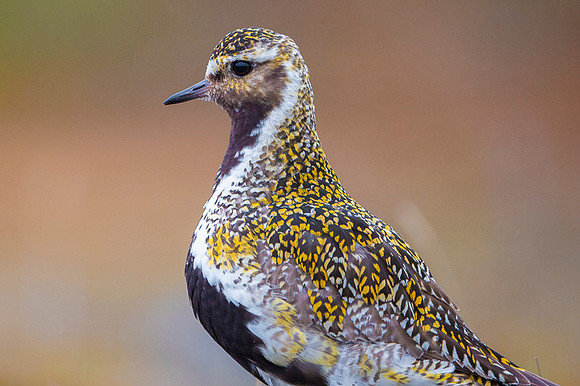 Golden plover  Siewka złota