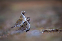Golden plover  Siewka złota
