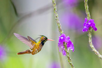 Black-crested Coquette