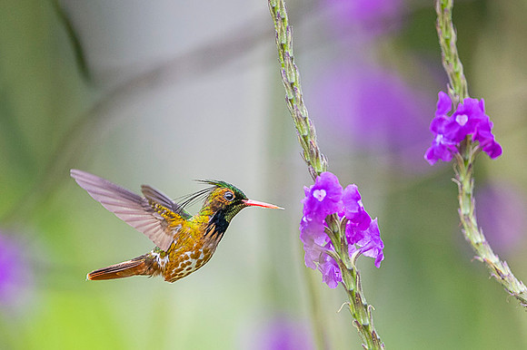 Black-crested Coquette