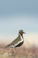 Golden plover  Siewka złota