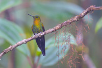 Golden-breasted Puffleg