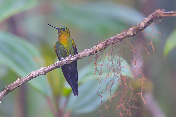 Golden-breasted Puffleg
