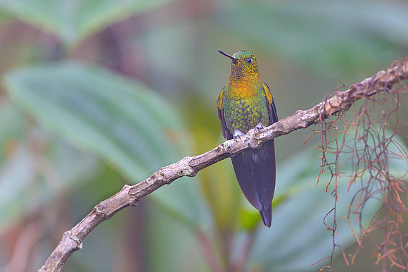 Golden-breasted Puffleg
