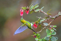 Golden-breasted Puffleg