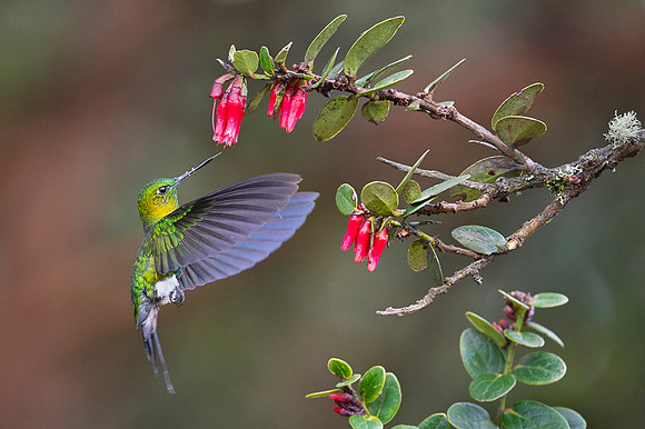 Golden-breasted Puffleg