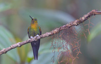 Golden-breasted Puffleg
