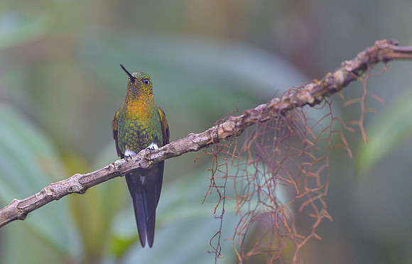 Golden-breasted Puffleg