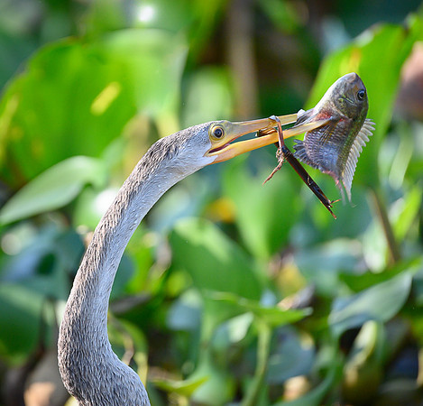 Anhinga