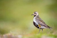 Golden plover  Siewka złota