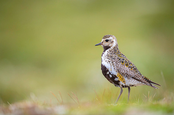 Golden plover  Siewka złota